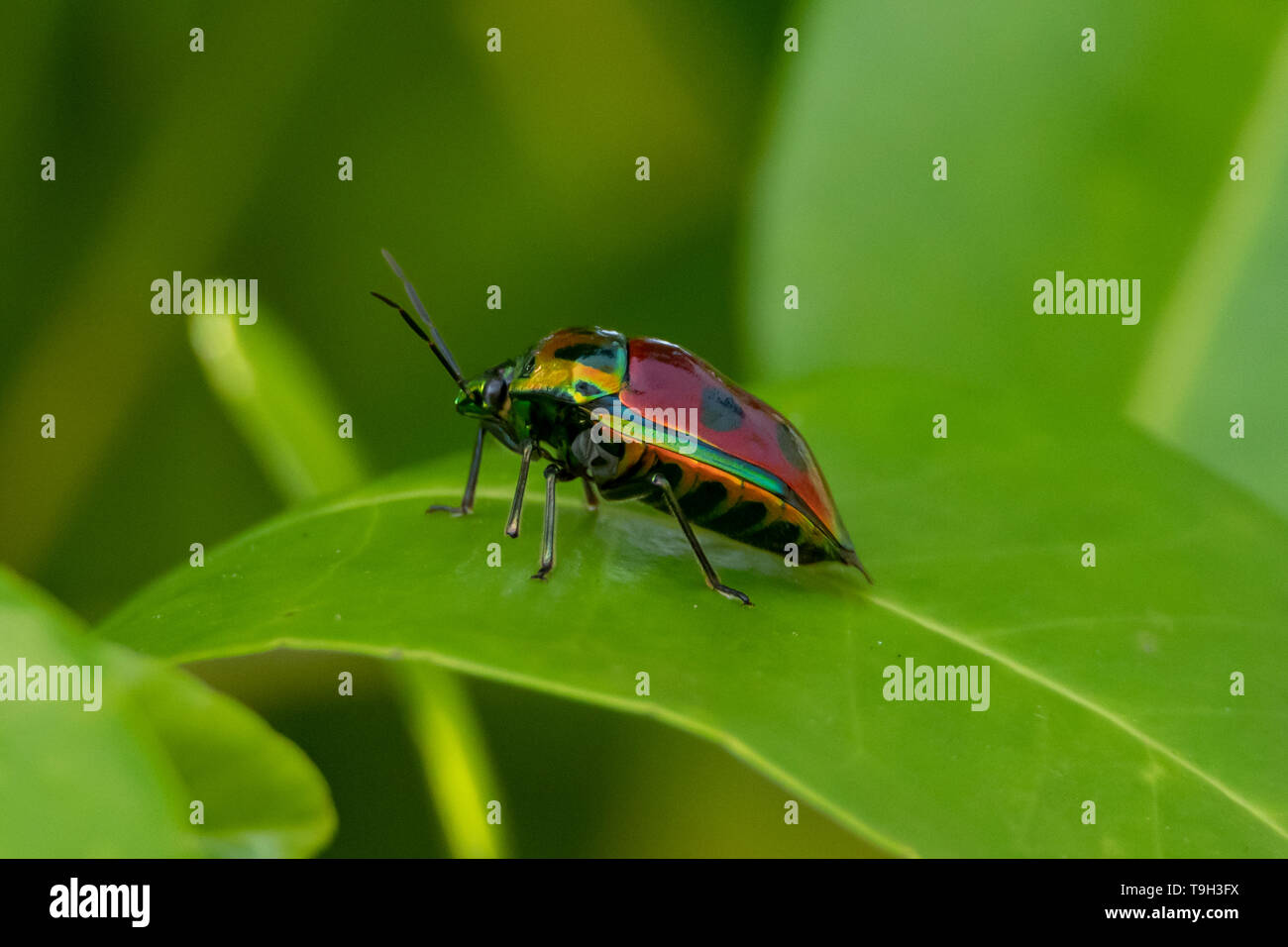Jewel Beetle auf Flinders Island, Far North Queensland Stockfoto