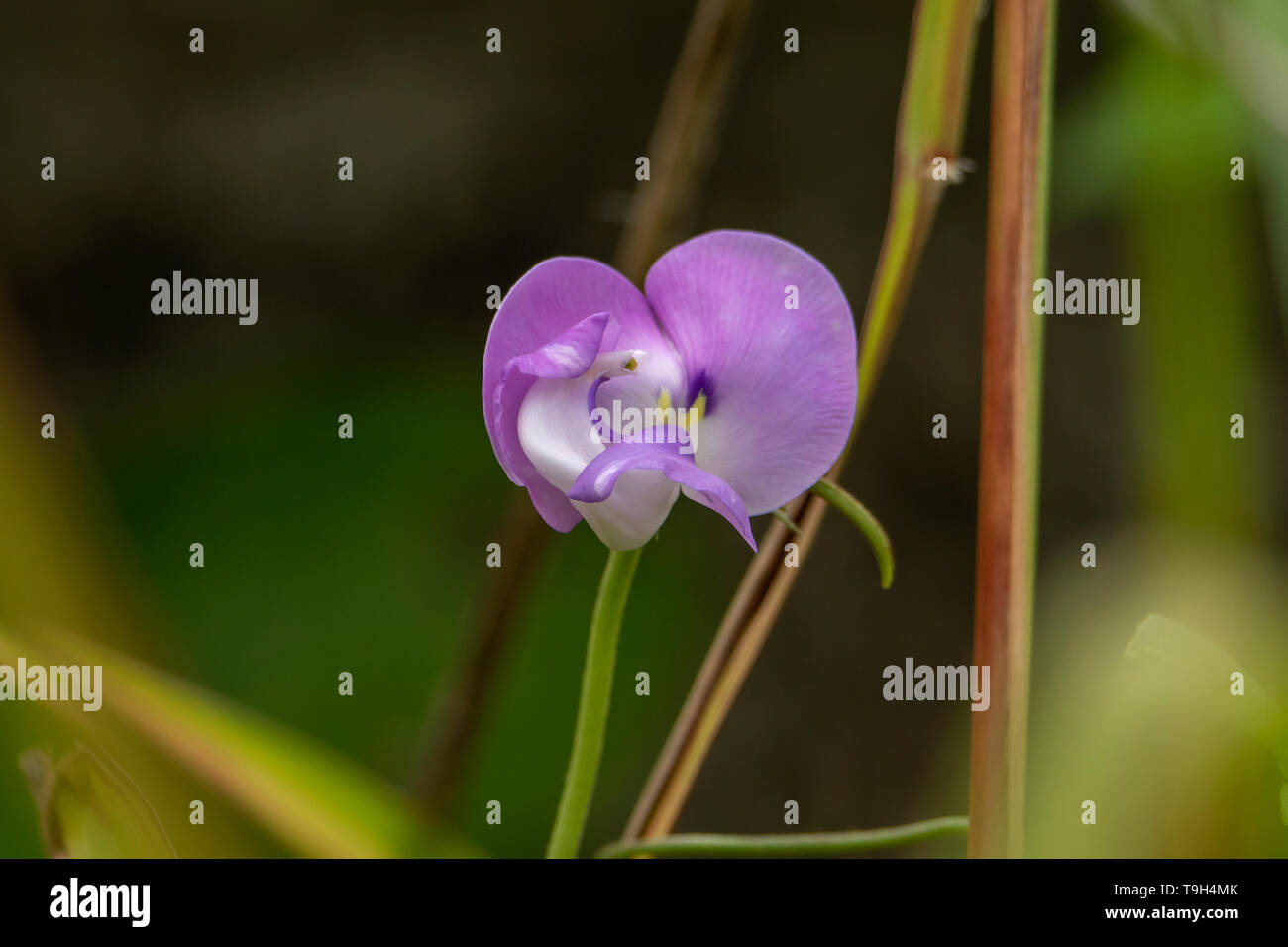 Vigna vexillata, wilde Kuh Erbse auf Lizard Island, Queensland Stockfoto
