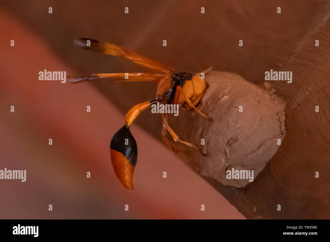Abgedeckt - Zelle Schlamm - dauber Wasp, Sceliphron laetum an Manayingkarirra, NT Stockfoto
