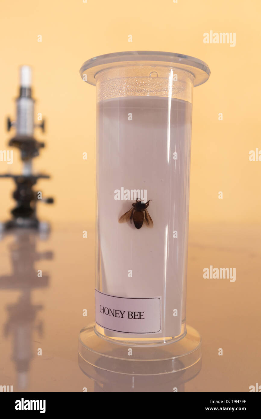 Honey Bee in lab Glaswaren zur Durchführung von Experimenten. Stockfoto