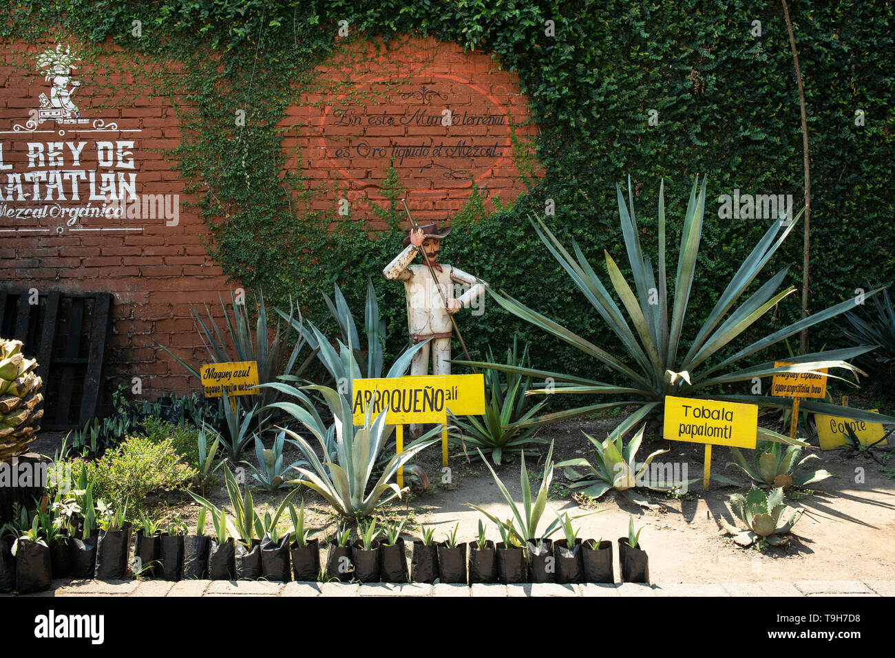 Die vielen Sorten von Agave aus dem Mezcal bei "El Rey de Matatlán' Distillery und Shop. Teotitlan del Valle, Oaxaca, Mexiko. Apr 2019 Stockfoto