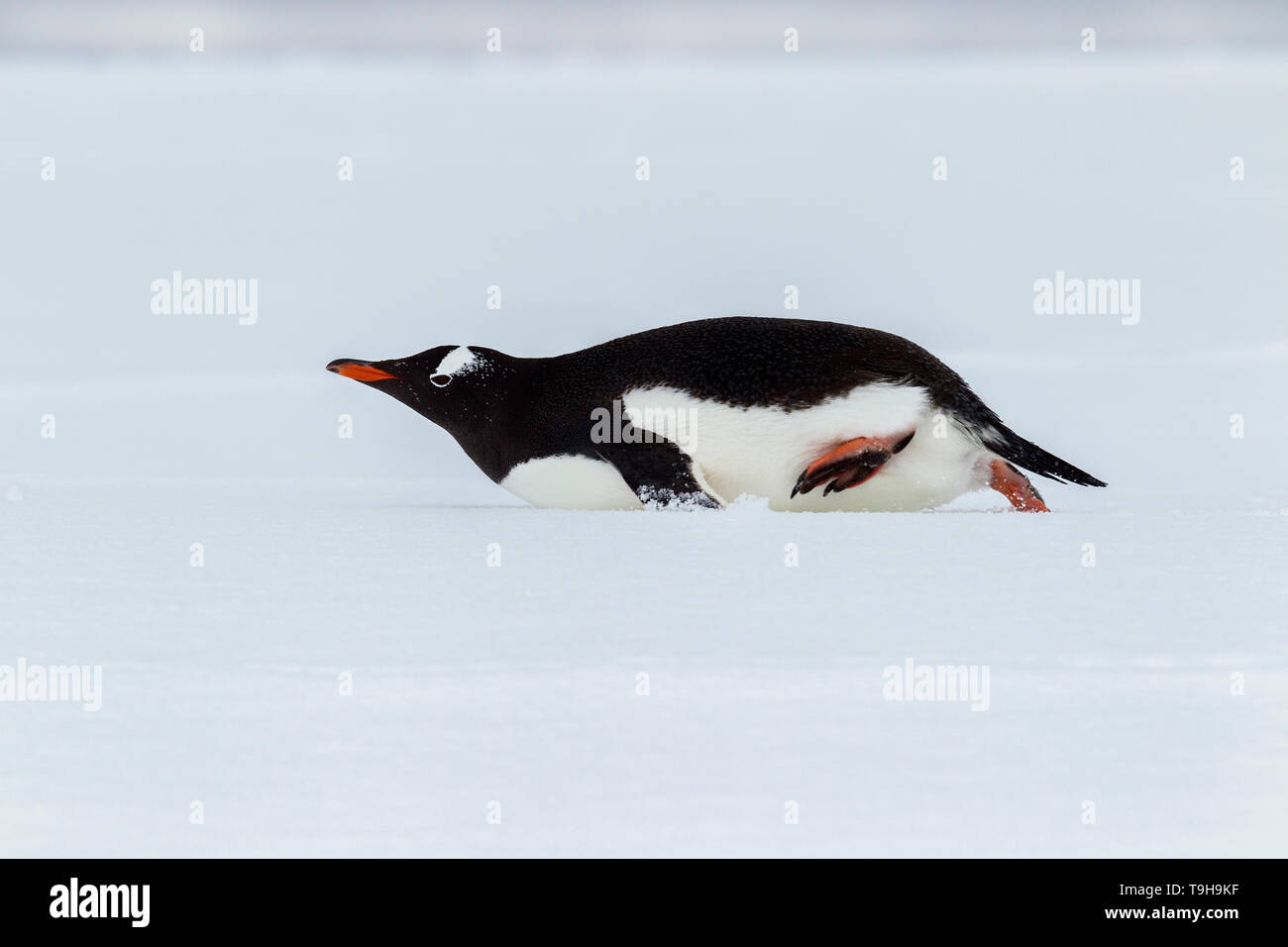 Ein gentoo Penguin rutschen auf dem Bauch, Antarktis Stockfotografie - Alamy