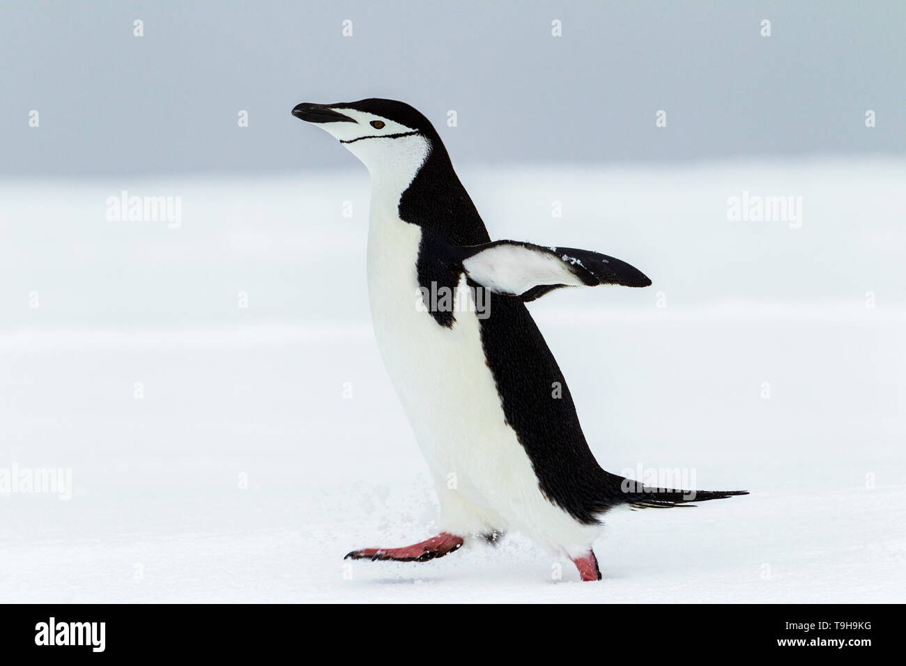 Eine laufende Zügelpinguin, Antarktis. Stockfoto