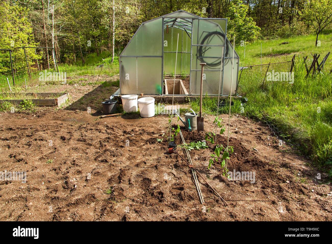 Pflanzen Tomate Busche In Einem Kleinen Garten Mit Einem