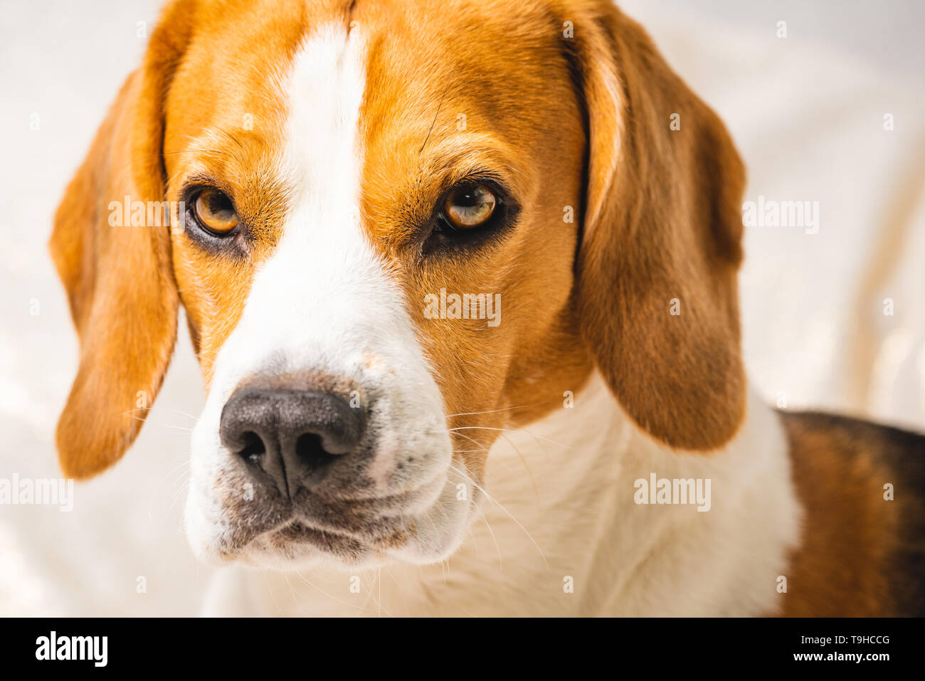 Adorable beagle Hund gegen grauen Hintergrund isoliert. Hund Hintergrund Stockfoto