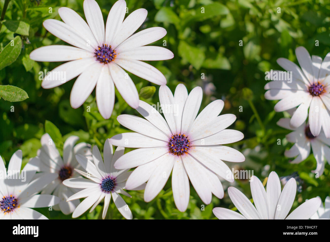 Weiß Kapkörbchen (Osteospermum) Blüte Stockfoto