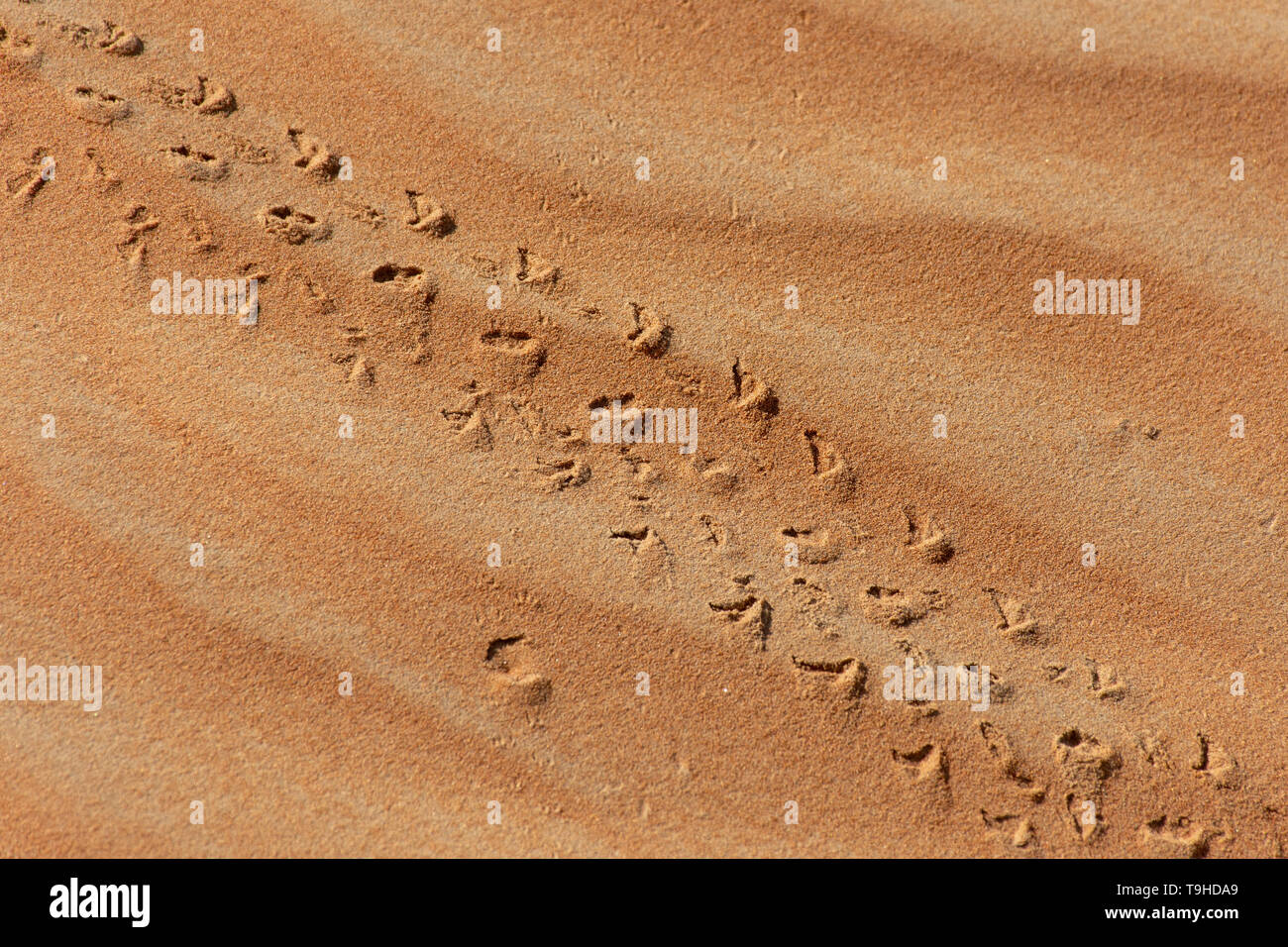 Eine Nahaufnahme der Eidechse Footprints Überfahrt in der Wüste Sand in den Vereinigten Arabischen Emiraten (VAE) Stockfoto