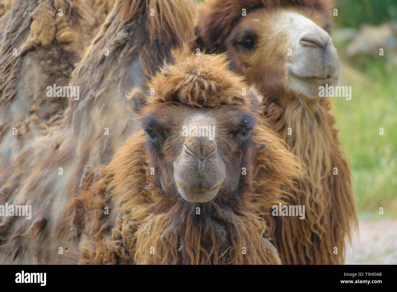Baktrischen Kamel (Camelus Bactrianus) Porträt Stockfoto