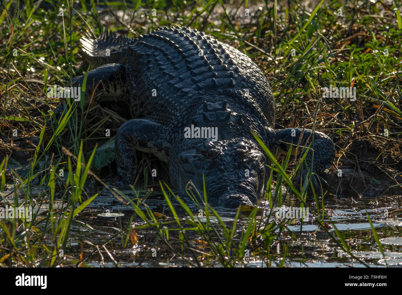 Saltwater Crocodile, Crocodylus porosus auf Yellow Waters, Kakadu NP, NT Stockfoto