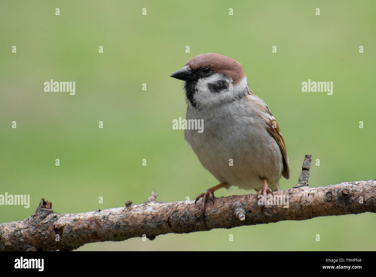 Eurasischen Feldsperling (Passer montanus) auf einem kleinen Stock thront. Süße Vogel mit grünem weichem Hintergrund. Der Tschechischen Republik Stockfoto
