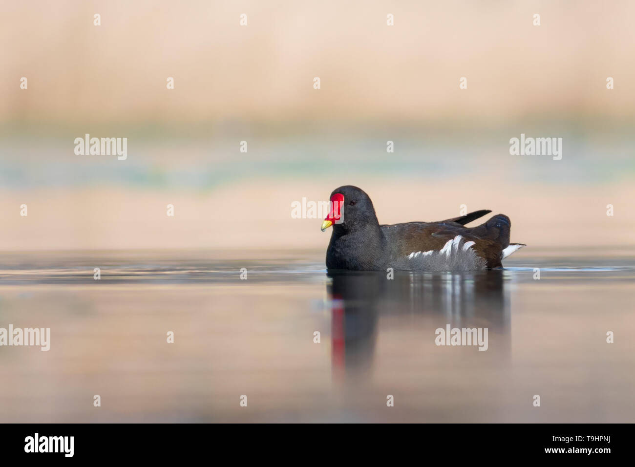 Gemeinsame Sumpfhuhn (Porphyrio martinicus), braunes Wasser Vogel mit Re und gelbe Bill Schwimmen an einem wunderschönen See. Der Tschechischen Republik Stockfoto