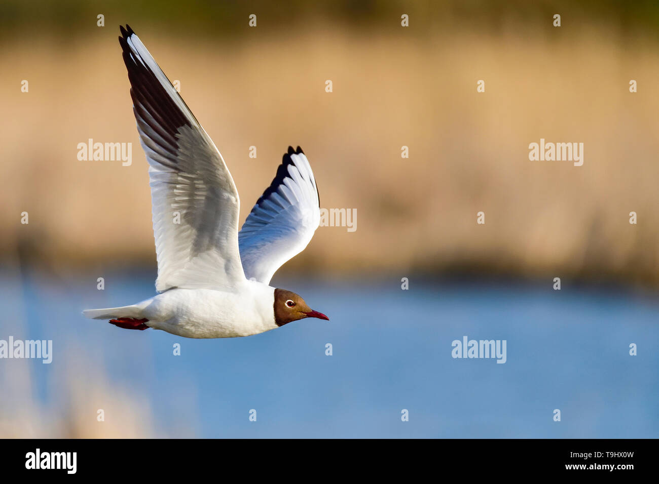 Lachmöwe Vorbeiflug Stockfoto