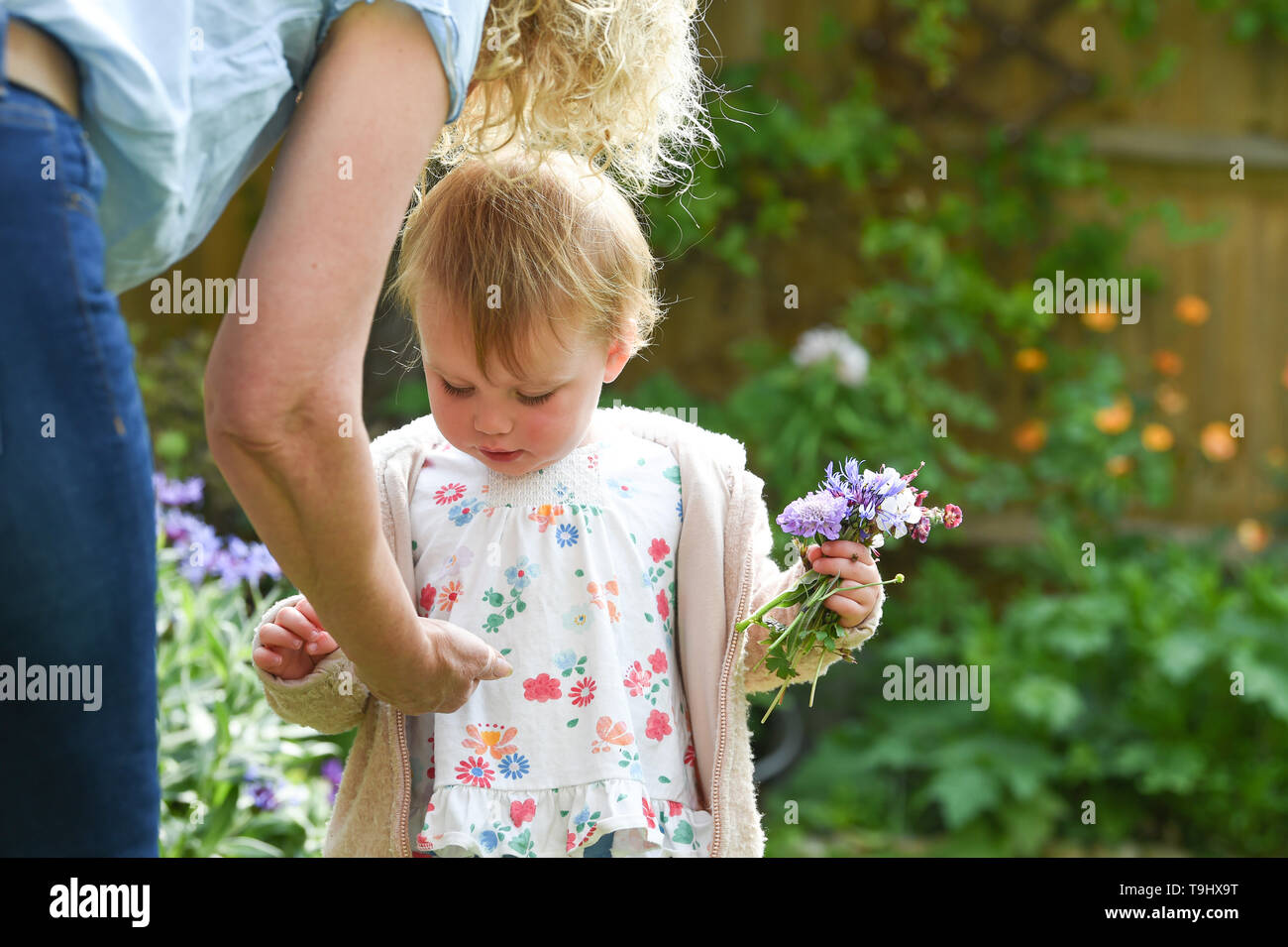 Kleinkind Mädchen von zwei und halb Jahren posie Pflücken von Blumen aus dem Garten mit ihrer Großmutter Foto aufgenommen von Simon Dack Stockfoto