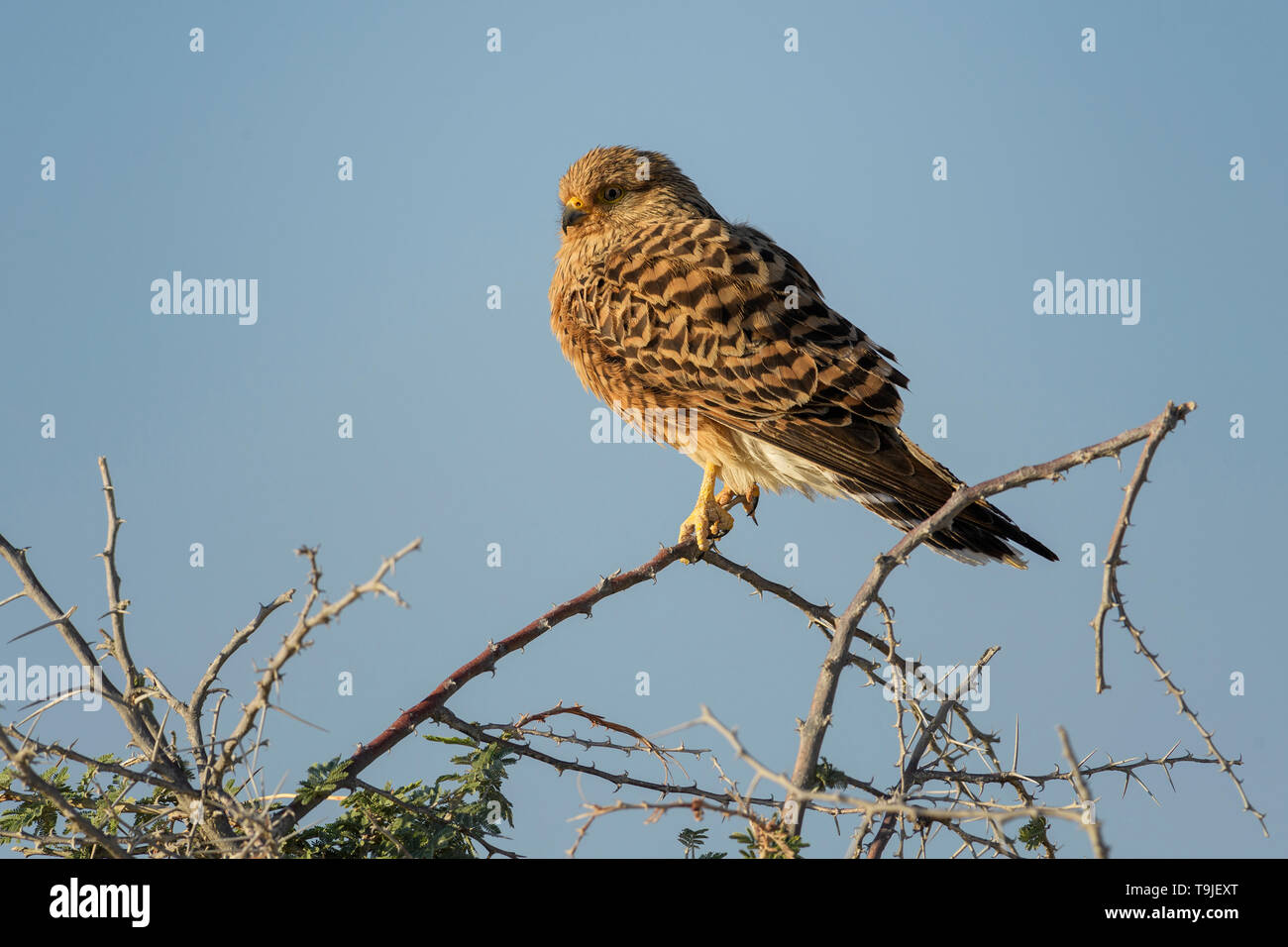 Mehr Kestrel - Falco rupicoloides, schöne kleine Greifvogel aus afrikanischen Savannen und Wälder, Etosha National Park, Namibia. Stockfoto