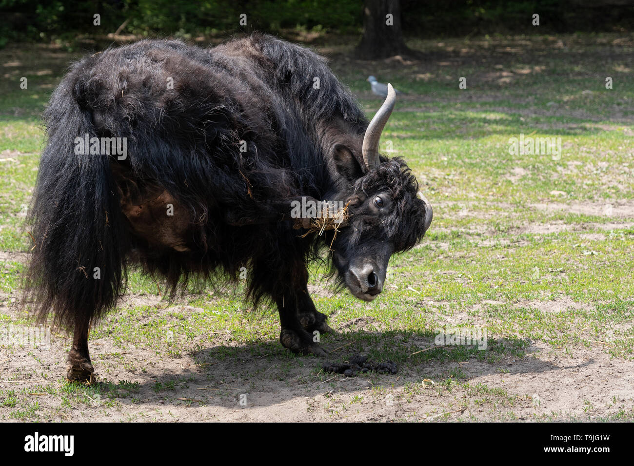 Domestic Yak (Bos grunniens) kratzen Juckreiz Kopf mit einem Huf. Stockfoto