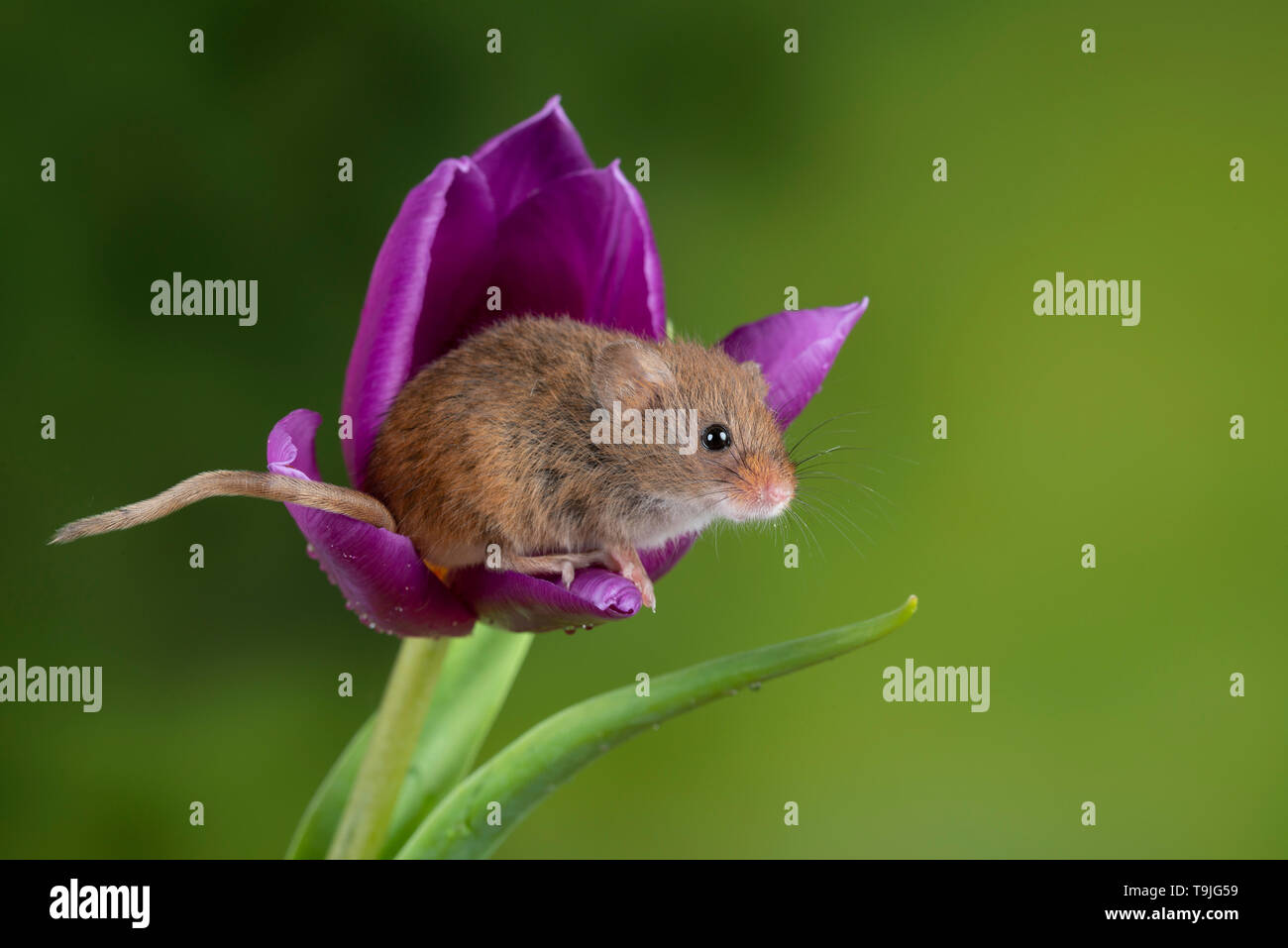 Süße Ernte Mäuse micromys Minutus auf lila Tulpe Blume Laub mit neutralen Grün Natur Hintergrund Stockfoto