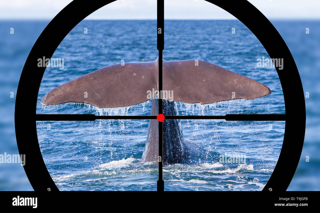 Die Jagd ein Pottwal im Atlantischen Ozean Stockfoto