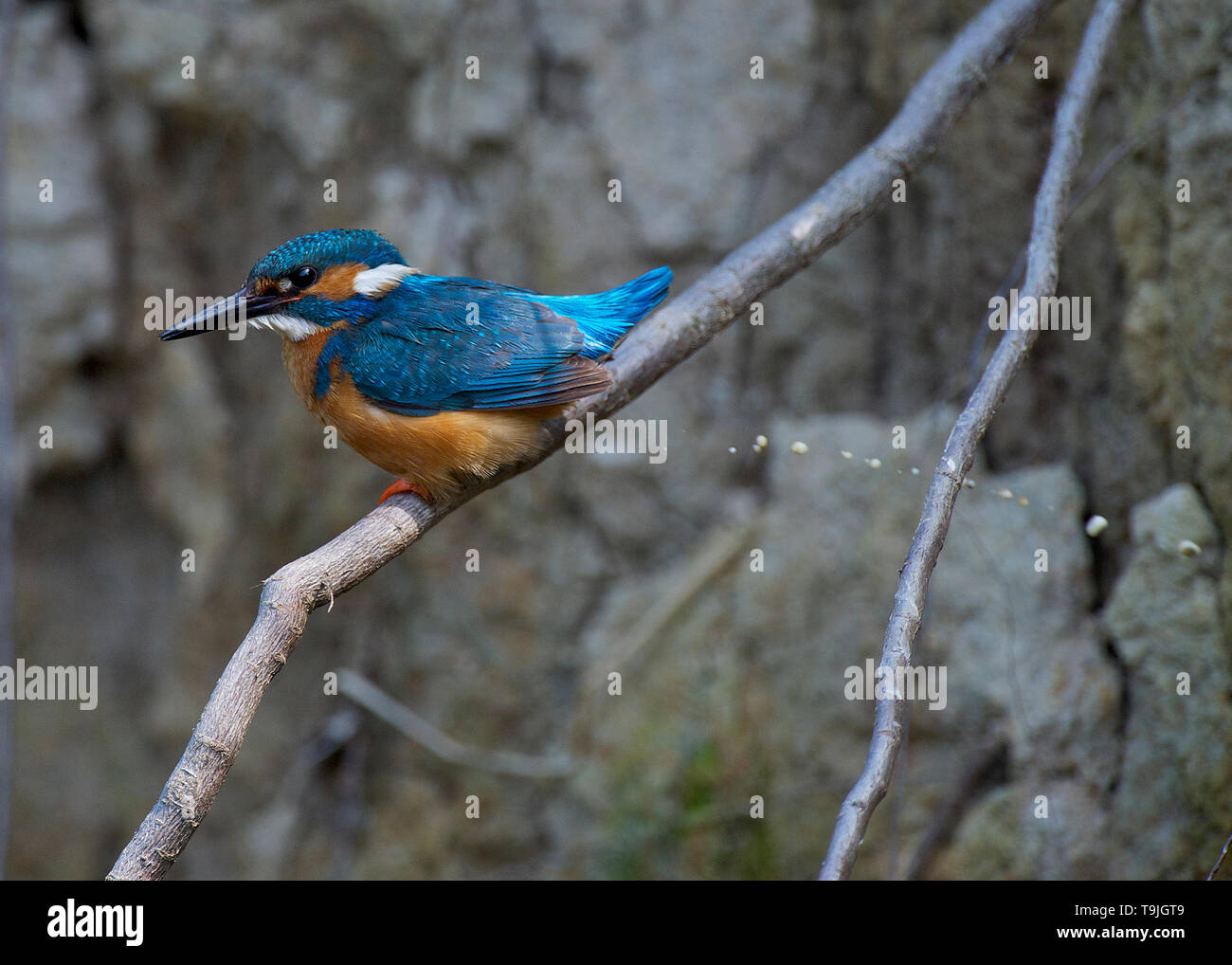 Eisvogel, Fluss Urr, Dalbeattie, Dumfries und Galloway Stockfoto