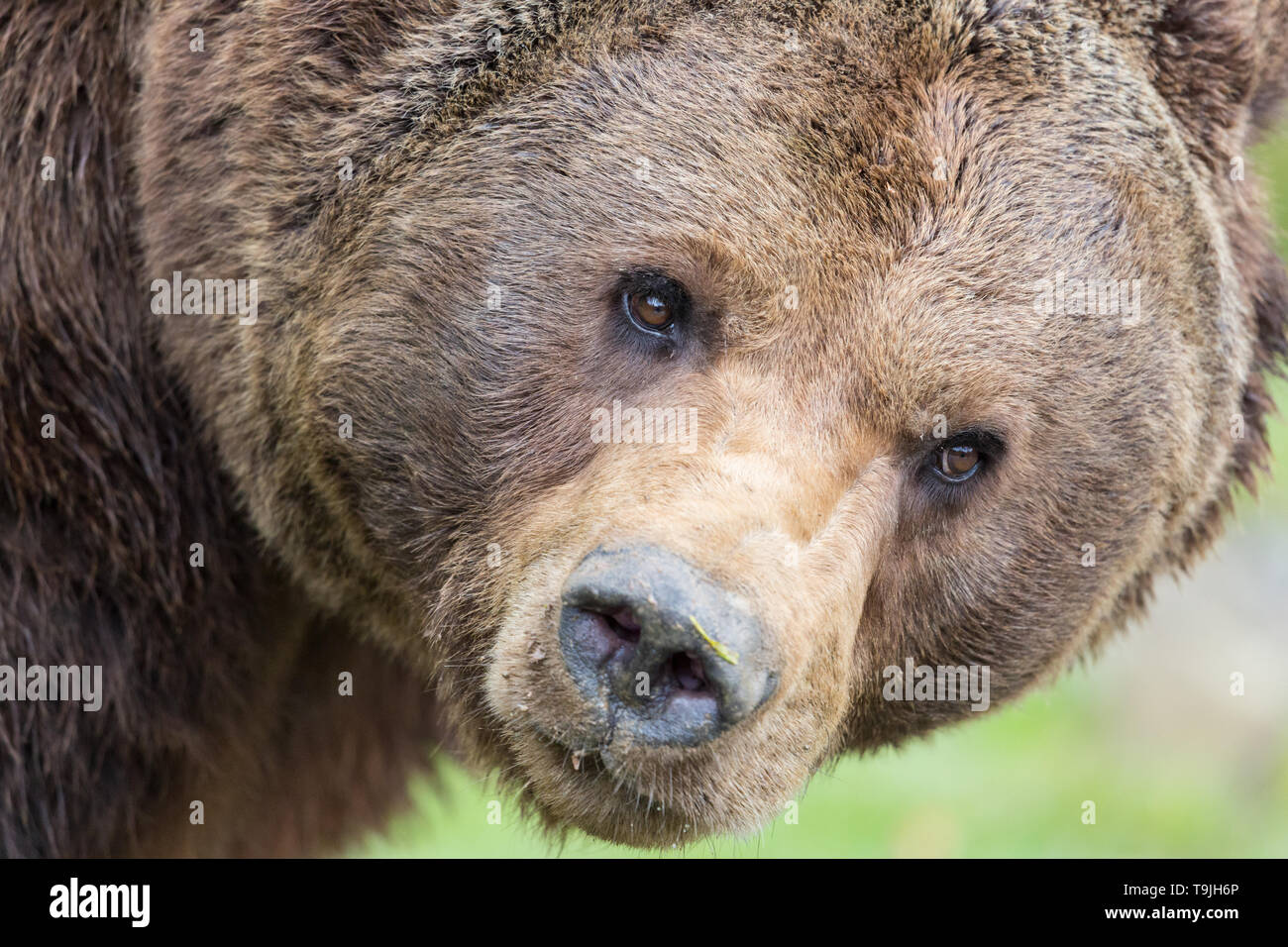 Schließen portrait Natur Braunbär (Ursus arctos) Stockfoto