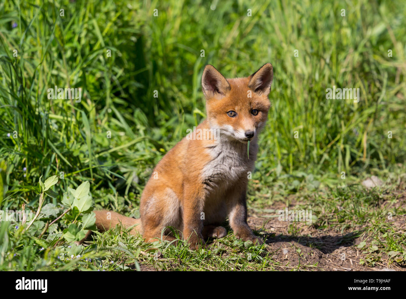 Close-up nette junge baby Red Fox (vulpes) sitzen auf dem Boden, Sonnenlicht Stockfoto