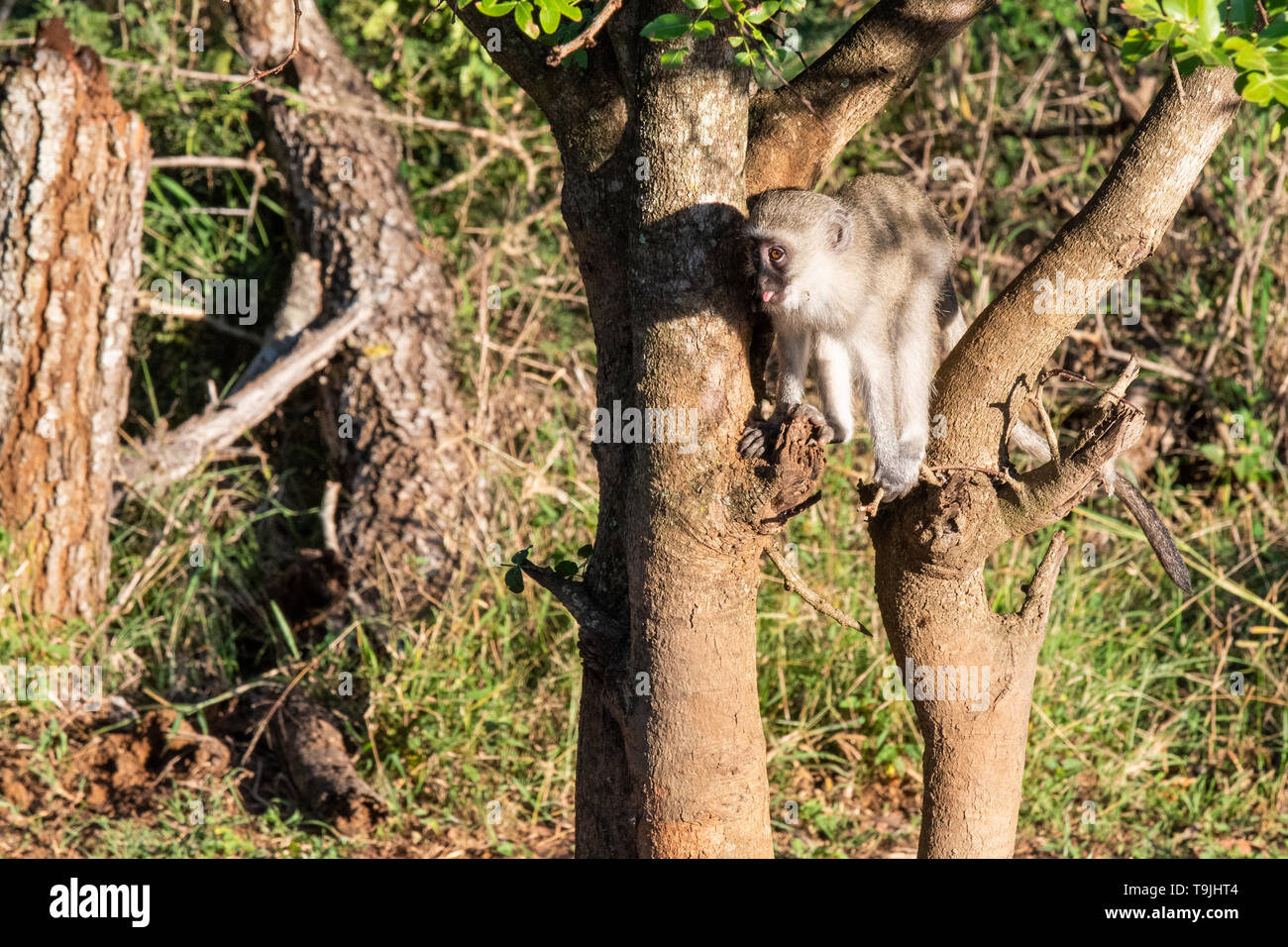 Eine Meerkatze in einem Baum und seine Zunge heraus haften. Stockfoto