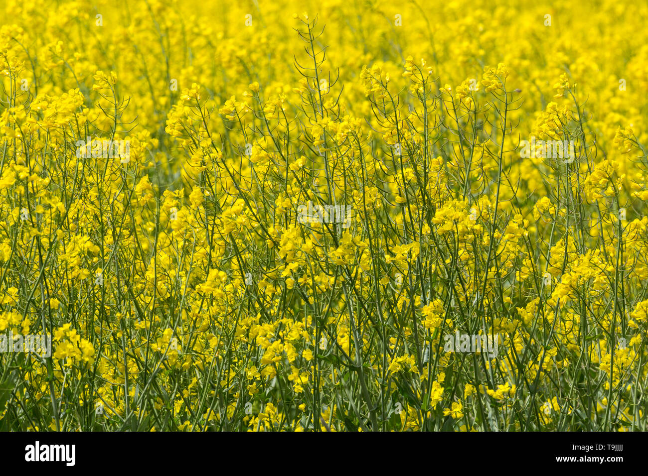 Natürliche Raps Feld close-up mit gelben Blüte Stockfoto