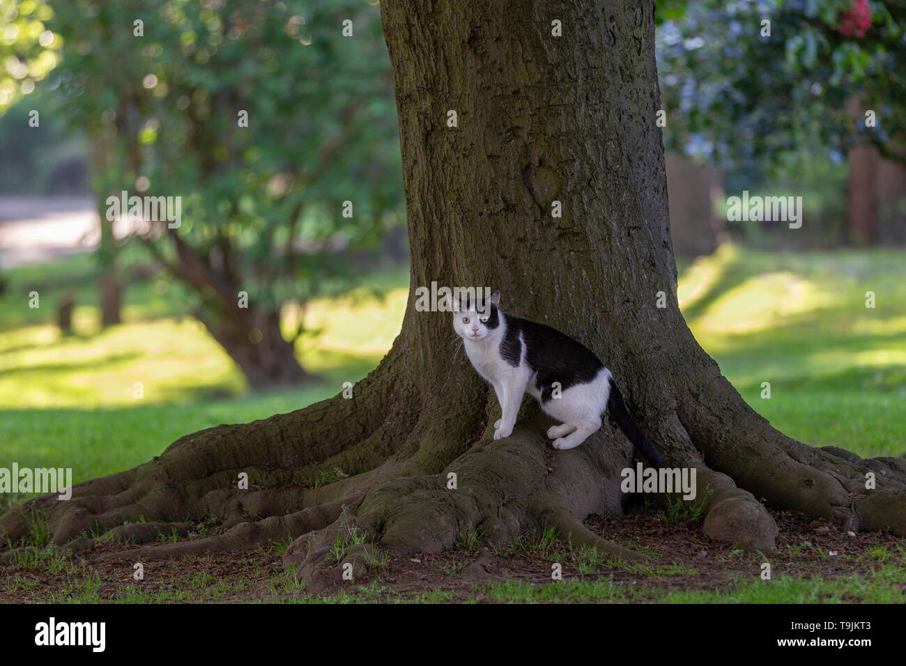 Schwarze und weiße Katze, die in den frühen Morgenstunden stalking Vögel in Abington Park, Northampton, VEREINIGTES KÖNIGREICH 20. Mai 20198,. Stockfoto