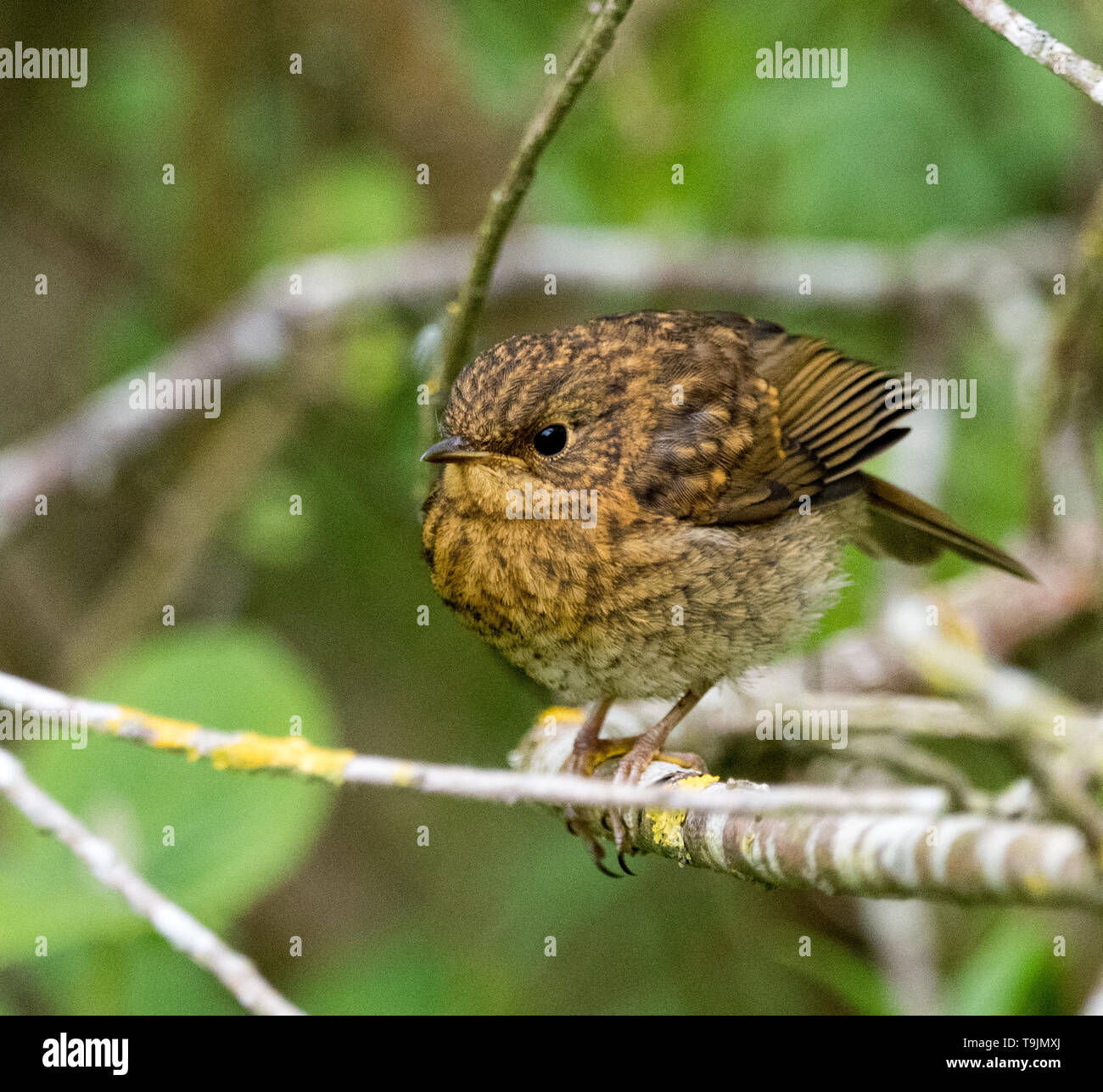 Jugendliche Robin (Erithacus Rubecula) Stockfoto