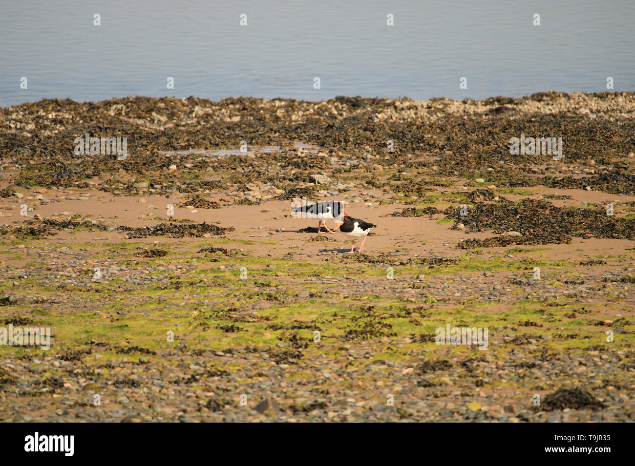 UK Walney Island. Oyster Catcher von Süden Walney Nature Reserve. Cumbrian Küste, Barrow In Furness, Cumbria. Stockfoto