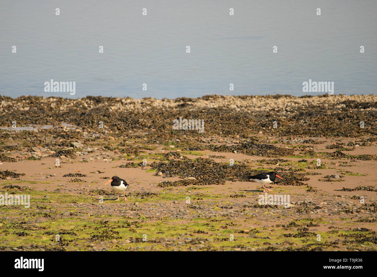 UK Walney Island. Oyster Catcher von Süden Walney Nature Reserve. Cumbrian Küste, Barrow In Furness, Cumbria. Stockfoto