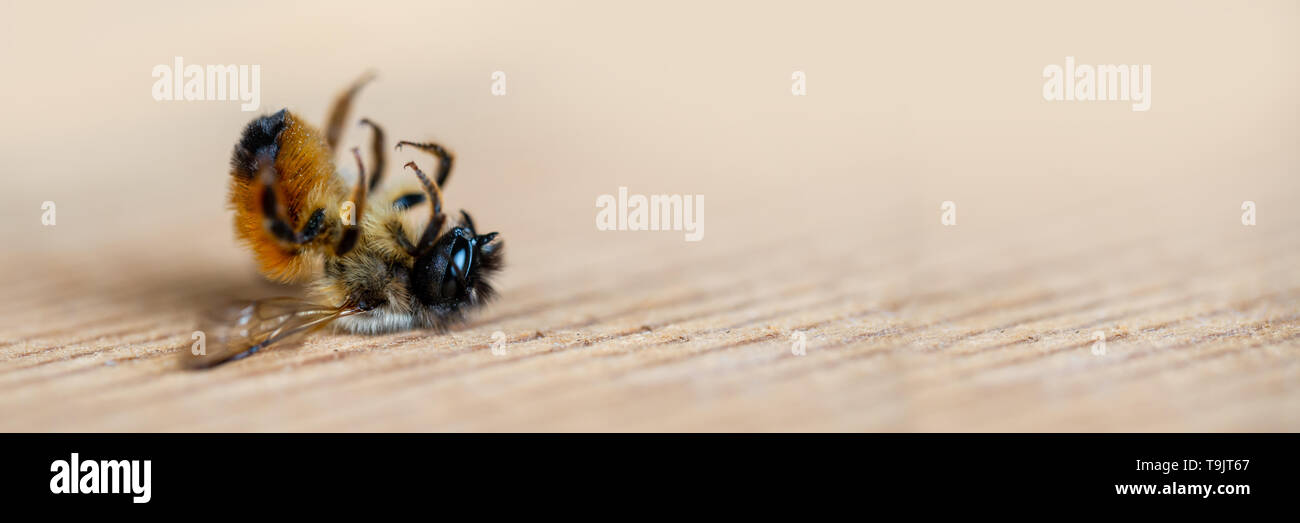Nahaufnahme von einer toten Biene auf dem Boden liegend Stockfoto