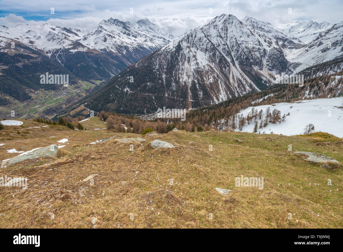 Krokusse blühen, Berg Wildblumen blühen auf den Hängen eines Schweizer Berg Tal. Blick auf die Alpen nach einer Wanderung in der Region Wallis in der Schweiz. Stockfoto