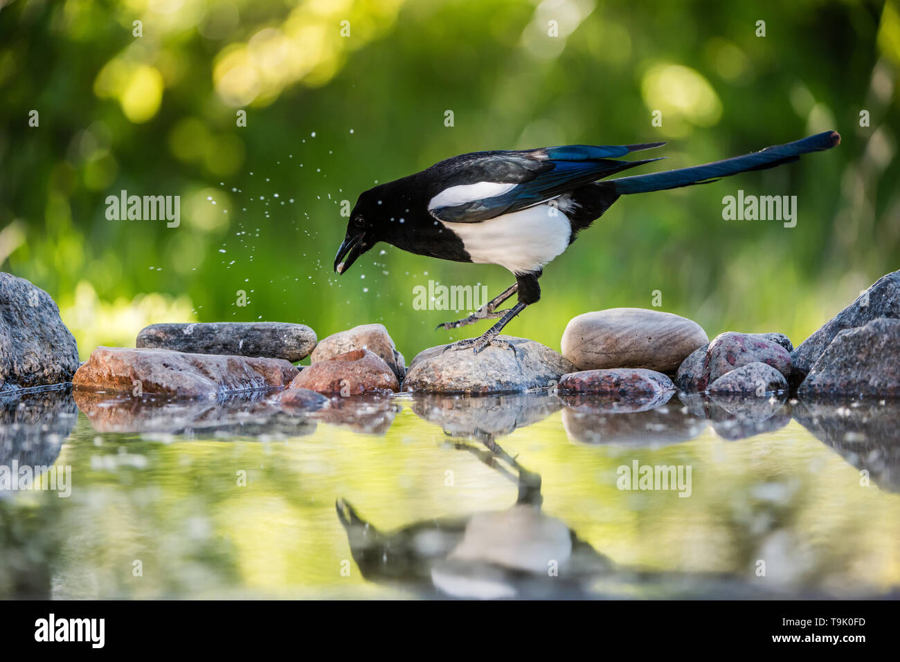 Magpie (Pica Pica) auf ihrer Jagd nach Essen, um die nestlinge, hier Springen auf den Felsen am Teich Stockfoto