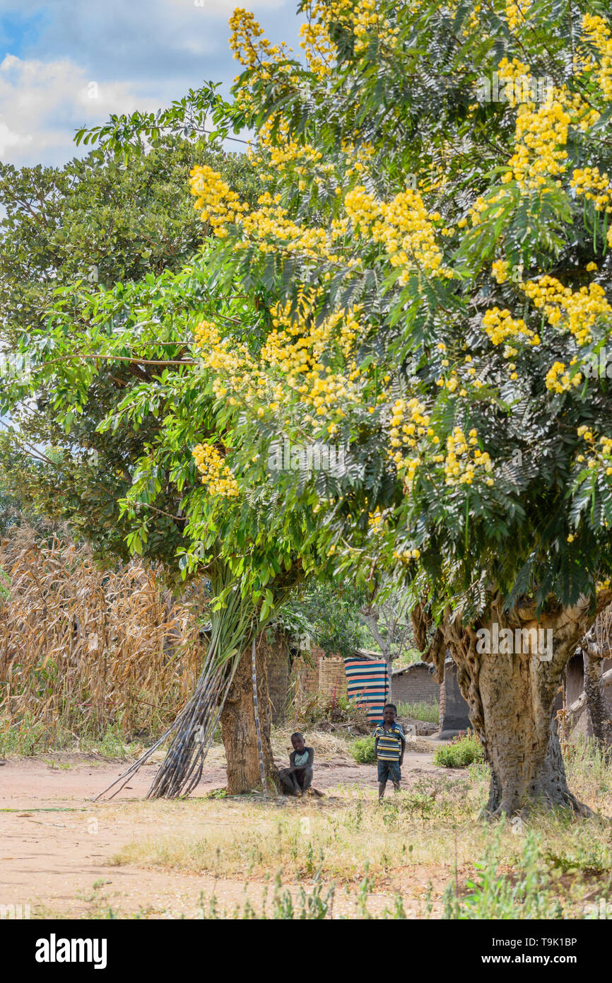 Malawischen Jungen unter einem Baum Verkauf von Zuckerrohr in einem Dorf in Malawi Stockfoto