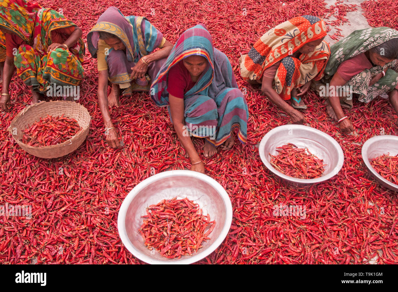 Bogra, Bangladesch. 05. april 2019. Frauen in Bangladesch verarbeiten und trocknen roten Chili unter der Sonne auf einem roten Chili-Trockenfeld am Stadtrand von Stockfoto