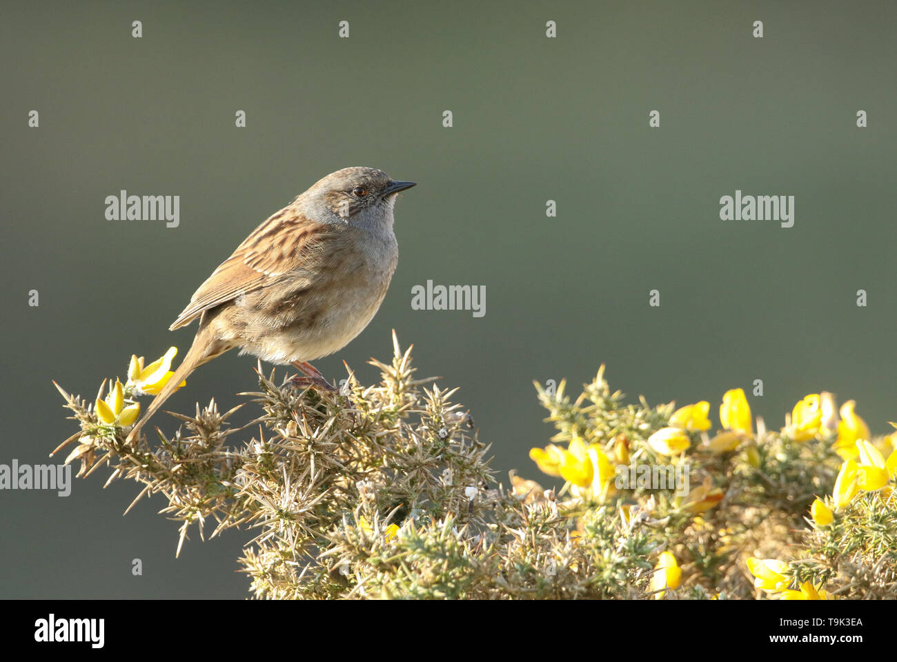 Eine hübsche Dunnock, Phasianus colchicus, thront auf einem blühenden Ginster Bush. Stockfoto