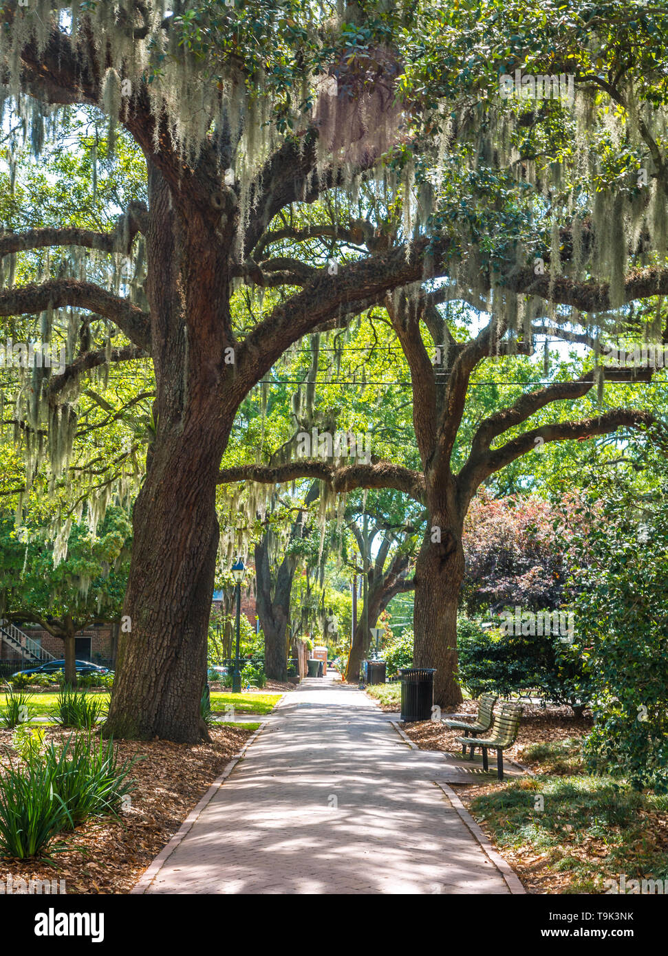 Bürgersteig unter den Eichen Stockfoto