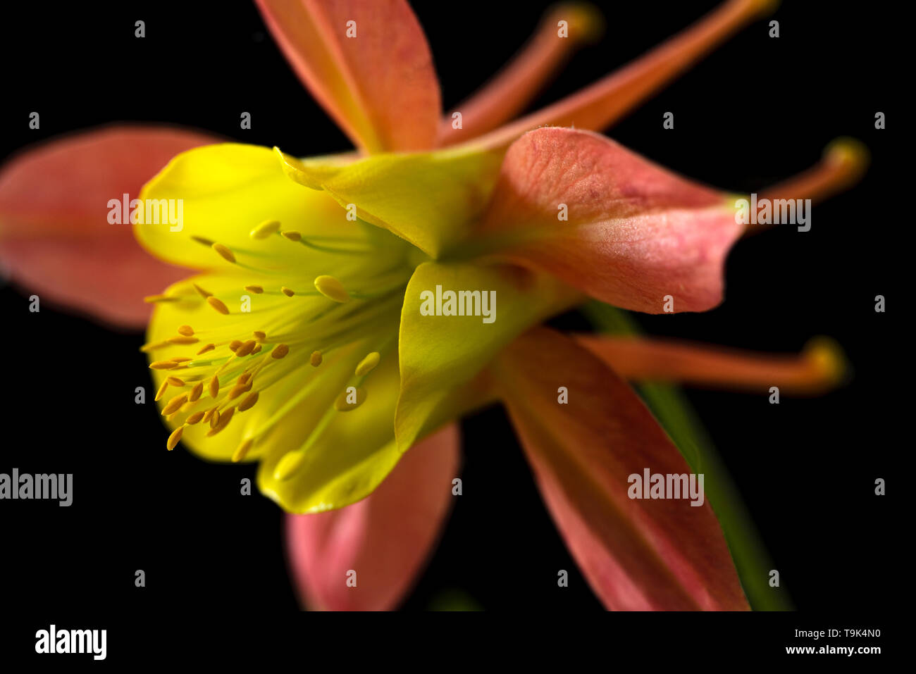 Nahaufnahme von Columbine oder Aquiliegia Blume, gelb und orange. Stockfoto