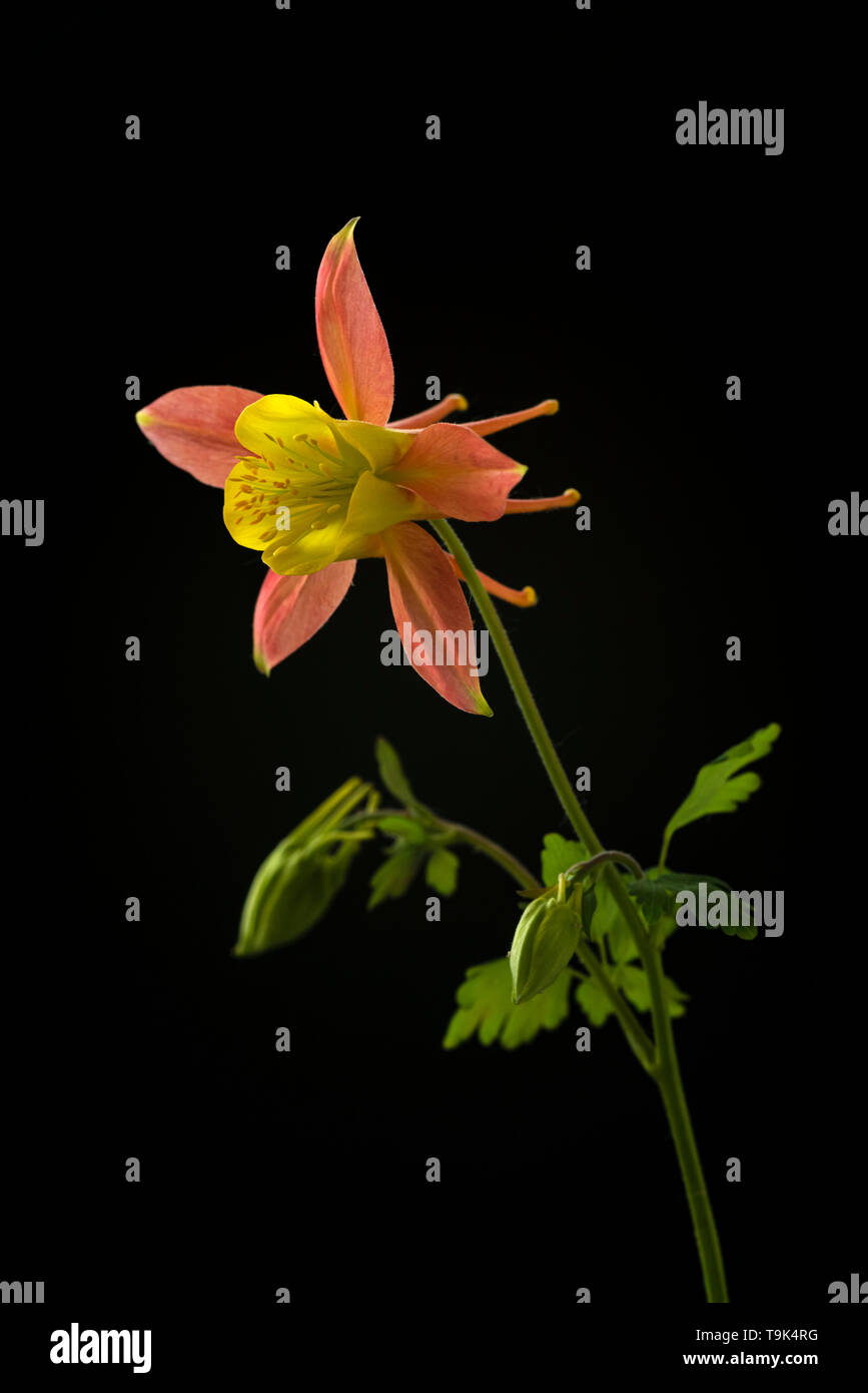 Nahaufnahme von Columbine oder Aquiliegia Blume, gelb und orange. Stockfoto