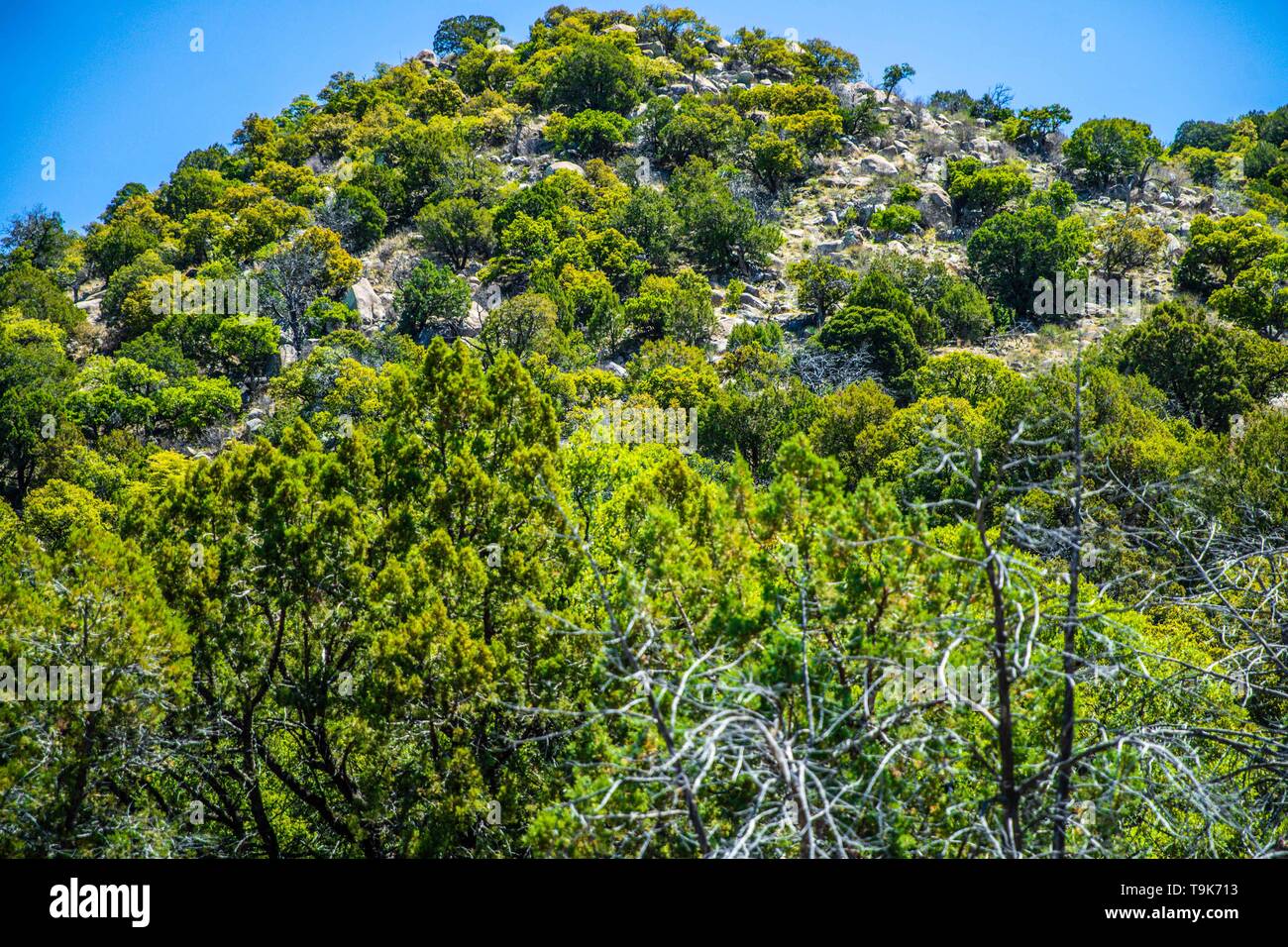 Oak Tree Forest, höfischen, Holzstruktur, Stamm, Zweige und Eiche Blätter, in der CHIVATO Gebirge in der Gemeinde von Santa Cruz, Sonora, Mexiko. (Foto: Luis Gutierrez/nortephoto) Bosque de arboles Encino, cortesa, textura de Madera, ramas tronco y hojas de Arbol Encino, en la sierra Chivato en el Municipio de Santa Cruz, Sonora, Mexiko. (Foto: Luis Gutierrez/nortephoto) Stockfoto