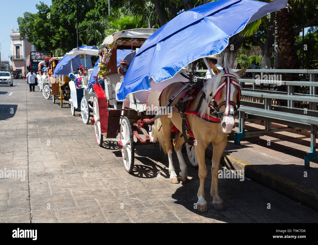 Mexiko Tourismus - Kutschen und Pferde warten auf Touristen; Plaza de Independencia, Merida Yucatan Mexiko Lateinamerika Stockfoto