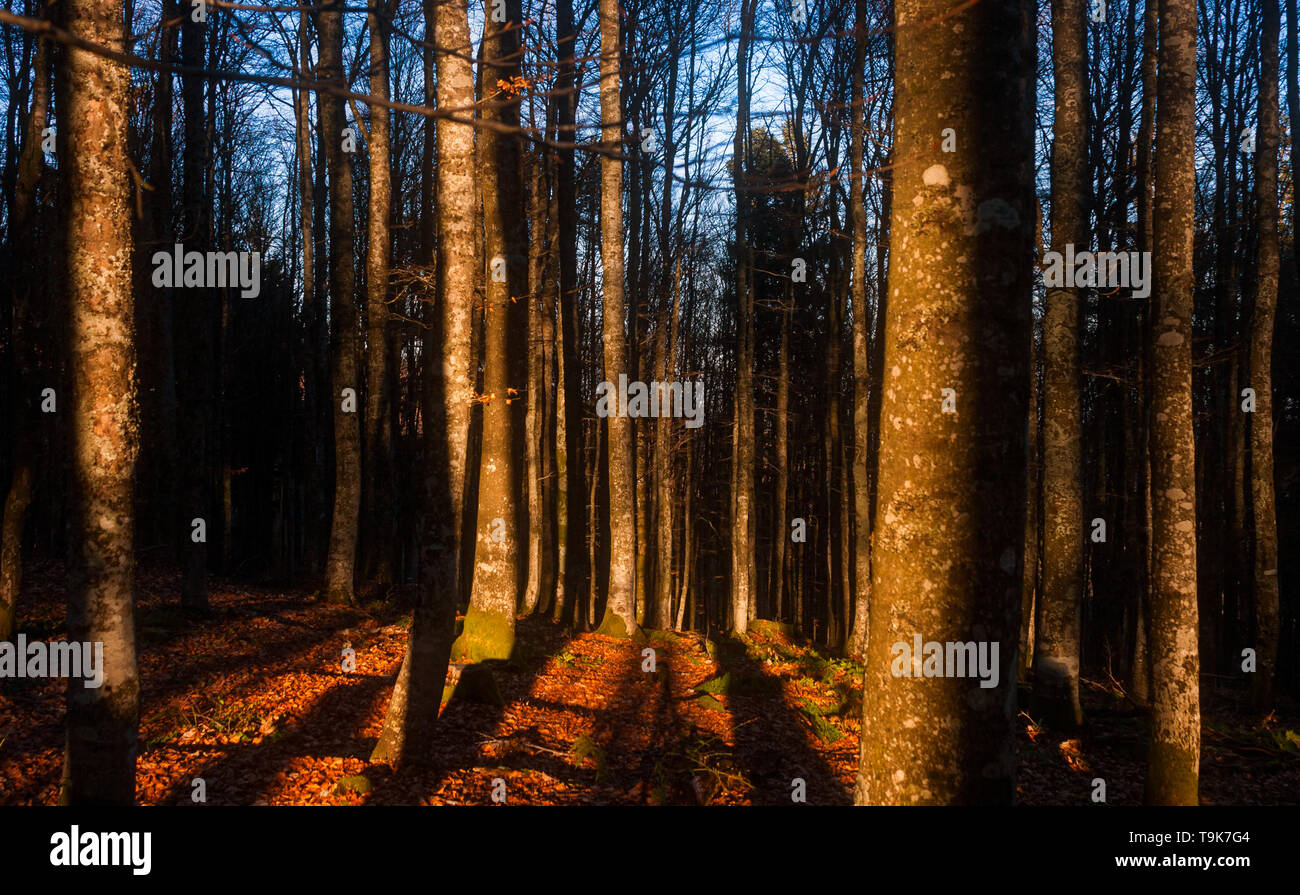 In den Wäldern bei Sonnenuntergang mit Sonnenlicht schlagen Baumstämmen. Goldene Stunde orange fühlen. Stockfoto