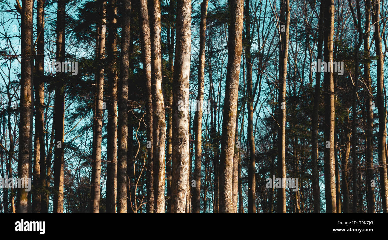 Baumstämme auf einem blau cyan Himmel. Wald Muster Konzepte. Abstrakte Natur wallpaper, Hintergrund- oder Hintergrund. Stockfoto