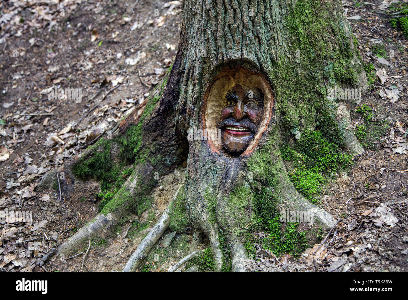 Geschnitzte Gesicht in einem Baumstamm, Steckeschlääfer-Klamm, Binger Wald, Bingen am Rhein, Rheinland-Pfalz, Deutschland Stockfoto