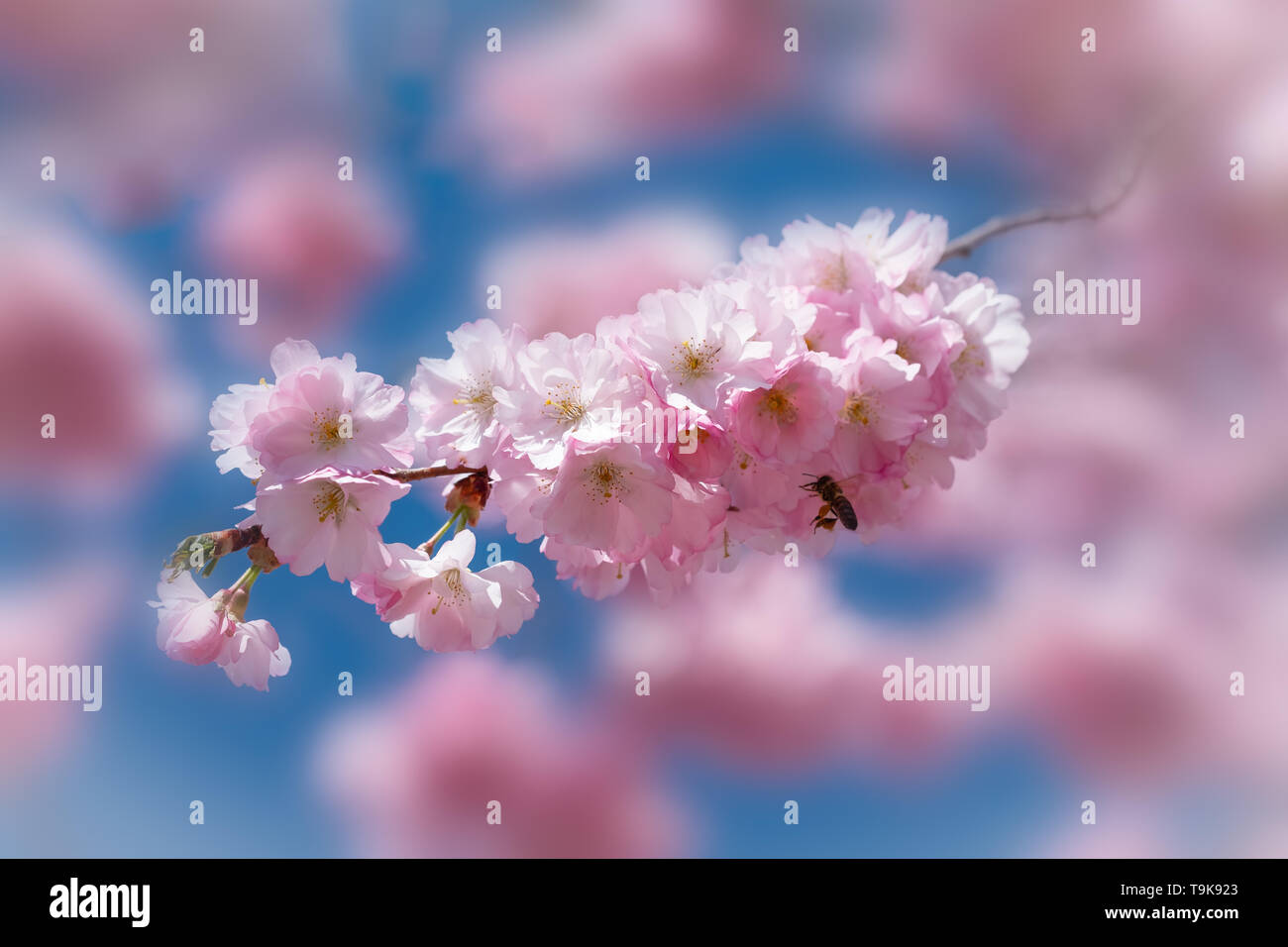Rosa Kirschblüte mit honigbiene in fliegt und Bokeh Stockfoto