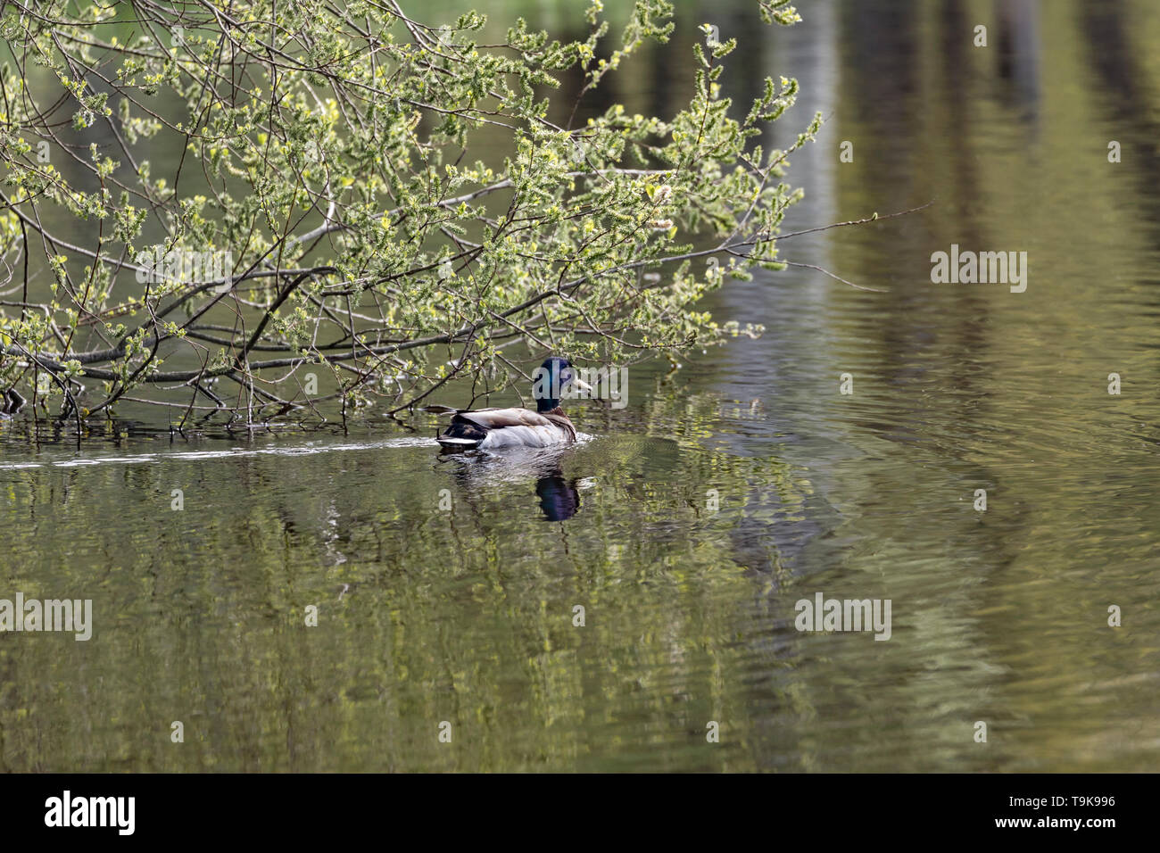 Mallard-Canard colvert (Anas platyrhynchos), Auvergne, Frankreich. Stockfoto