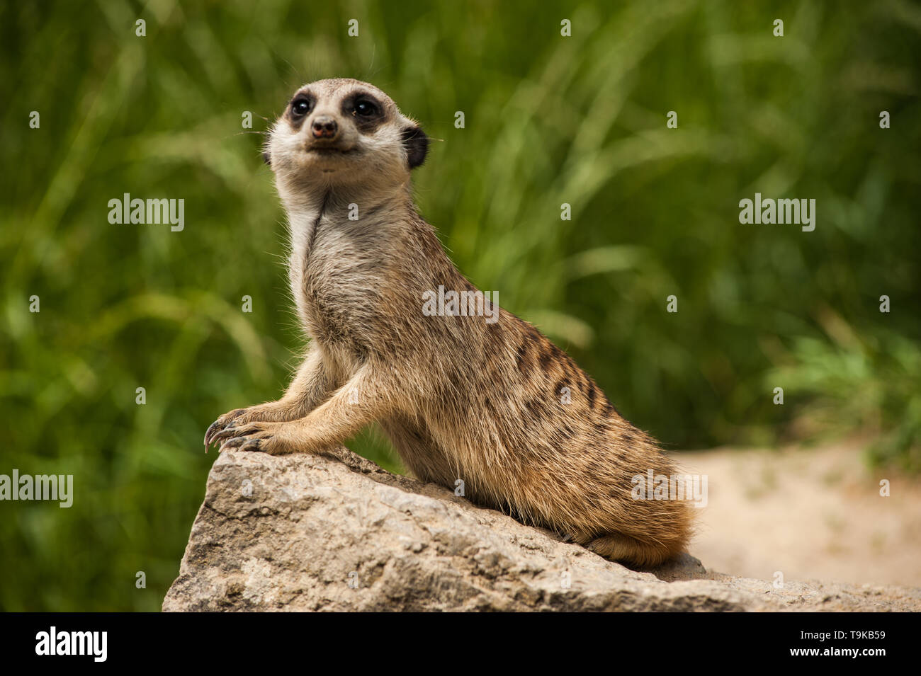 Nahaufnahme, Porträt einer erdmännchen (Suricata suricatta) ist Siiting auf einem Felsen und Suchen in seiner typischen Art, mit kontrastreichen Details im Pelz erfasst Stockfoto