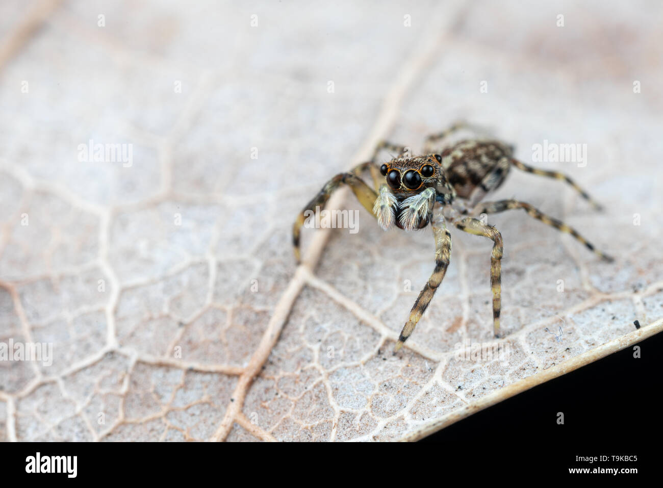 Frewena sp., ein camoflaged Jumping spider aus Australien mit großen Augen und weißen palps Stockfoto