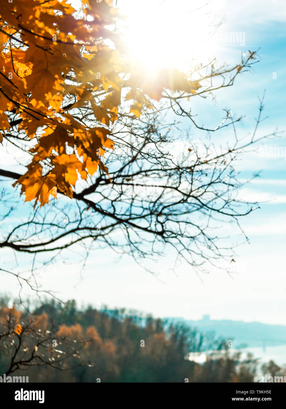 Herbst Park. Schöne gelbe Ahornblätter auf Zweig und Sonnenlicht. Schönen Herbst natürlichen Hintergrund. Fallen Laub mit Sun flares, fallen weg. Kopieren Sie Platz für Text. Vertikale. Stockfoto