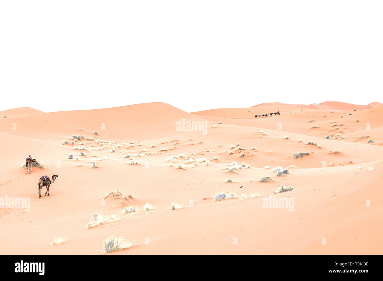 Kamele sind auf den Sanddünen bei Sonnenaufgang in der Wüste Sahara. Marokko Stockfoto